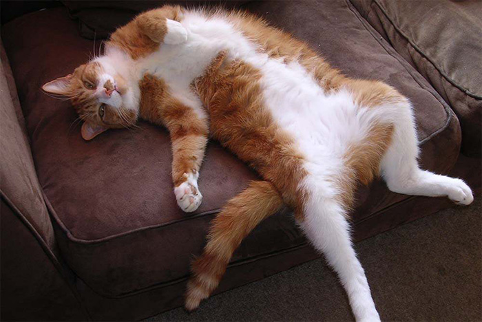 猫咪喜欢挠沙发？三分钟告诉你如何改掉猫咪爱抓沙发的臭毛病