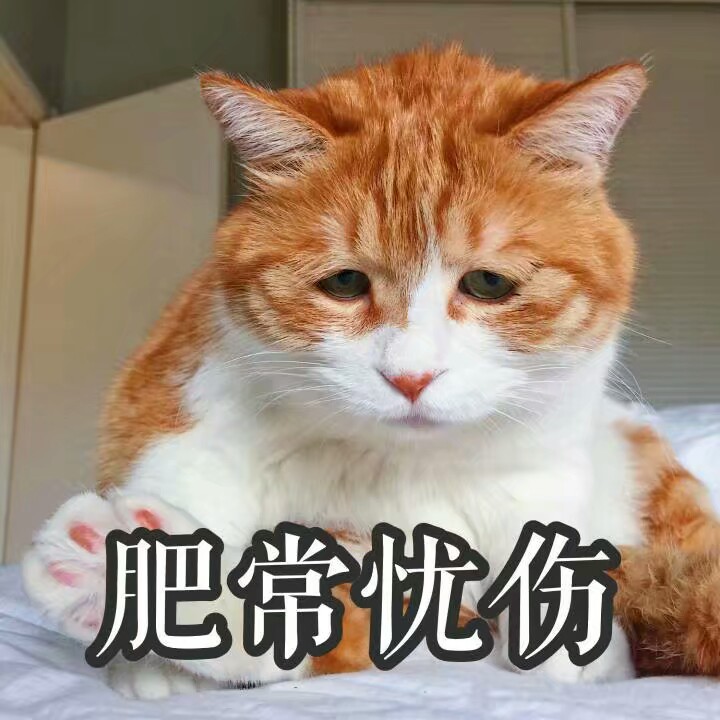 盘点那些沙雕,让人笑喷的猫咪名字,叫猪狗的过分了啊