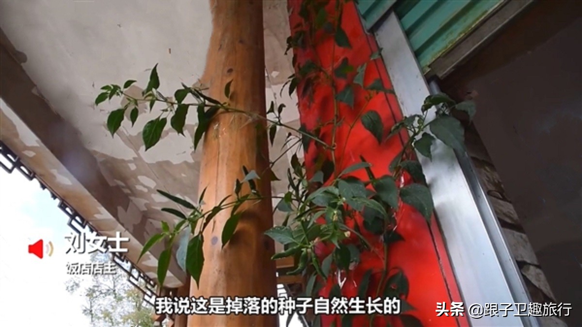 贵州水泥地面长出3米高辣椒树，旺盛的生命力果真带来了好兆头