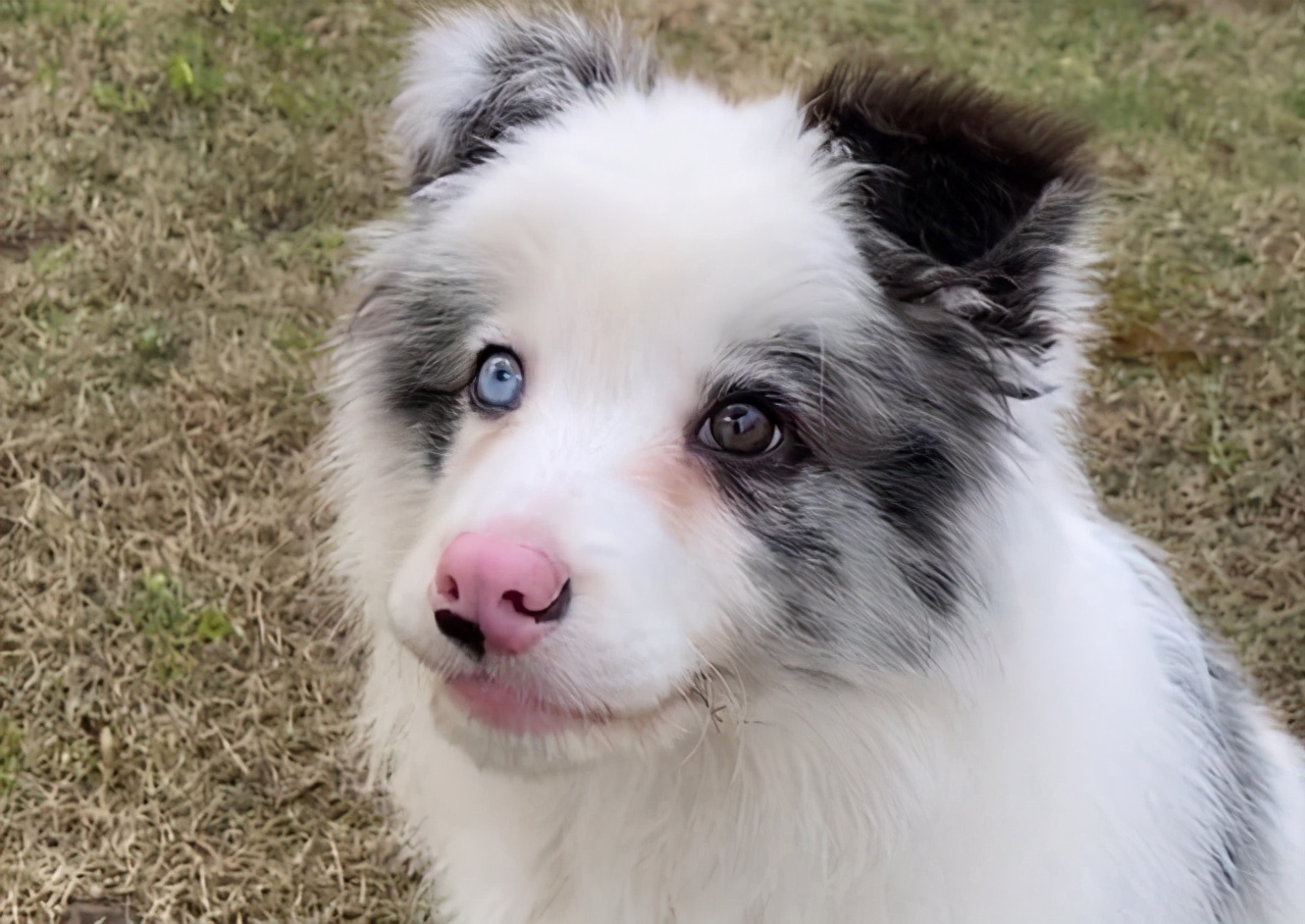 捡到一只边牧幼犬，养了一晚上，终于明白了它被遗弃的原因