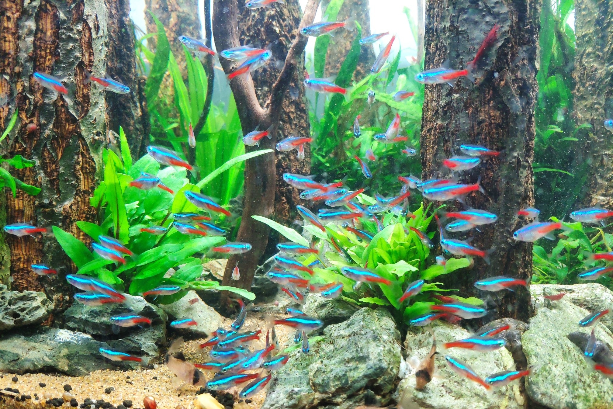 红绿灯鱼应该怎么养?关键是3个方面,有一点经常被我们忽视了
