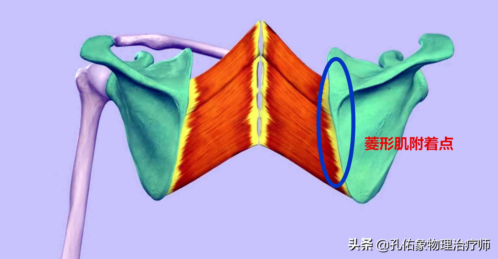 肩胛骨位置图片(后背) - 赤虎壹号