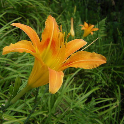 野生黄花菜与人工种植的有何区别?开红花的黄花菜真的有毒吗?