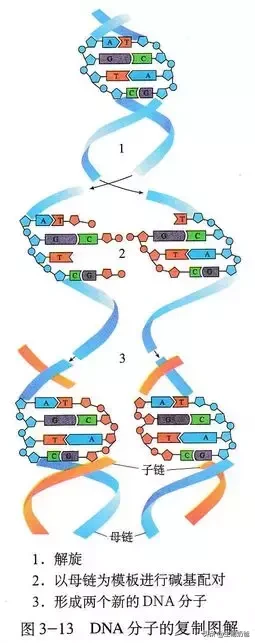 高考姊妹题（13）：DNA复制的特点