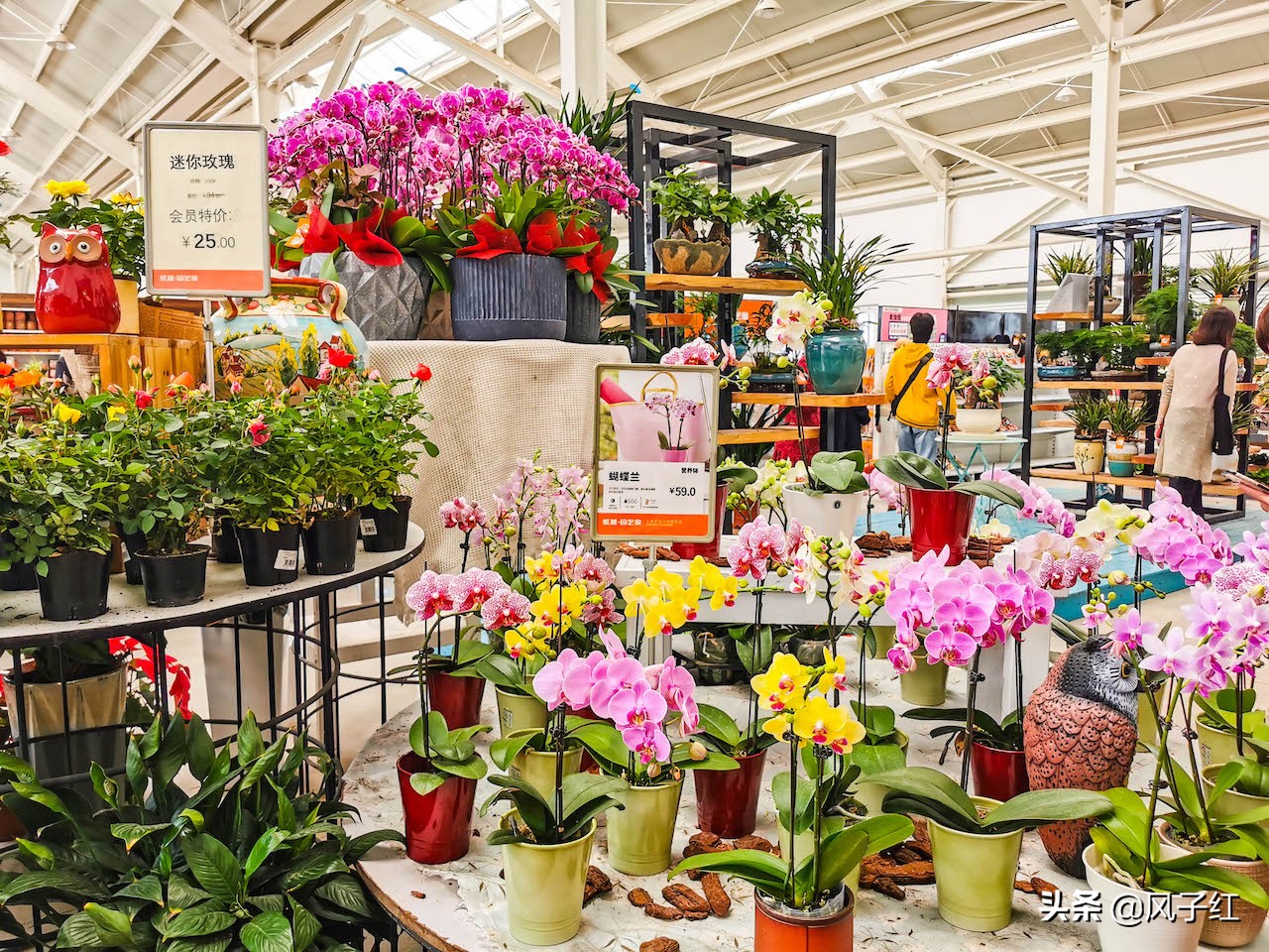 上海人都到浙江海宁这个花卉城买花了，因为价格便宜，物流快捷