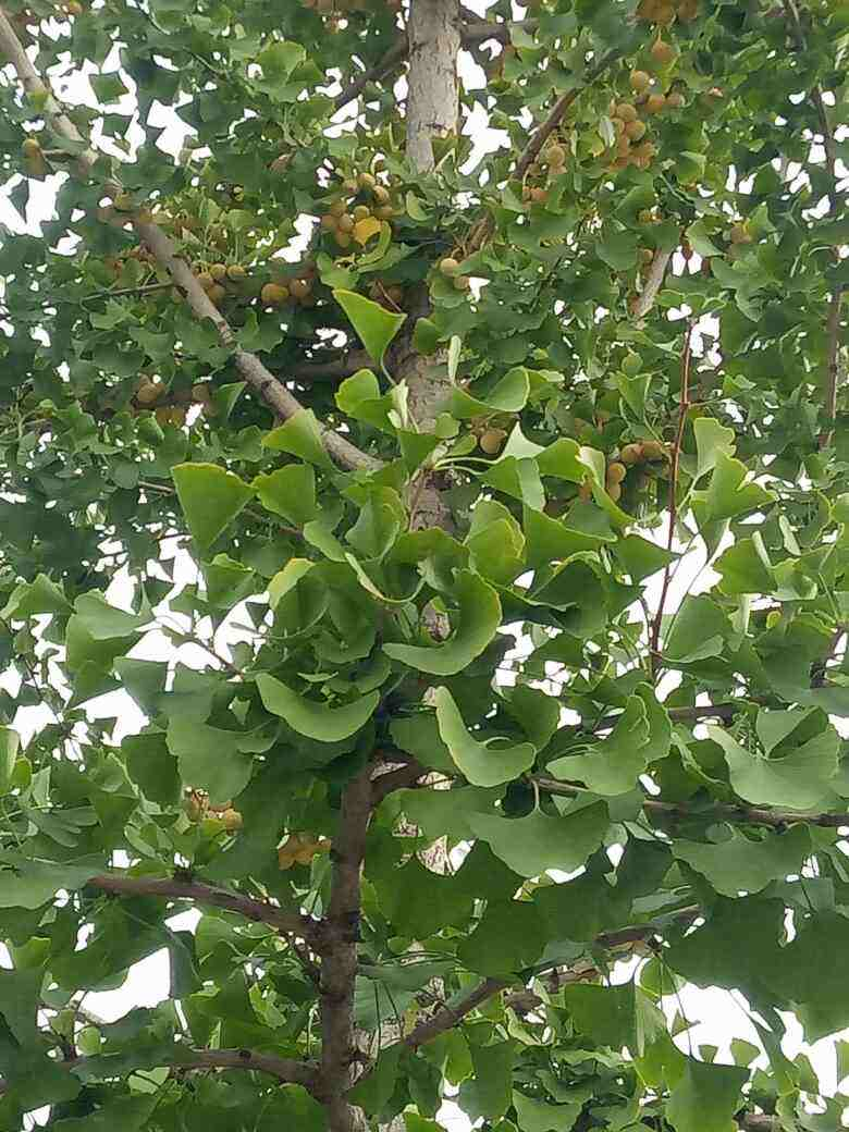 银杏树种植,银杏树种植方法