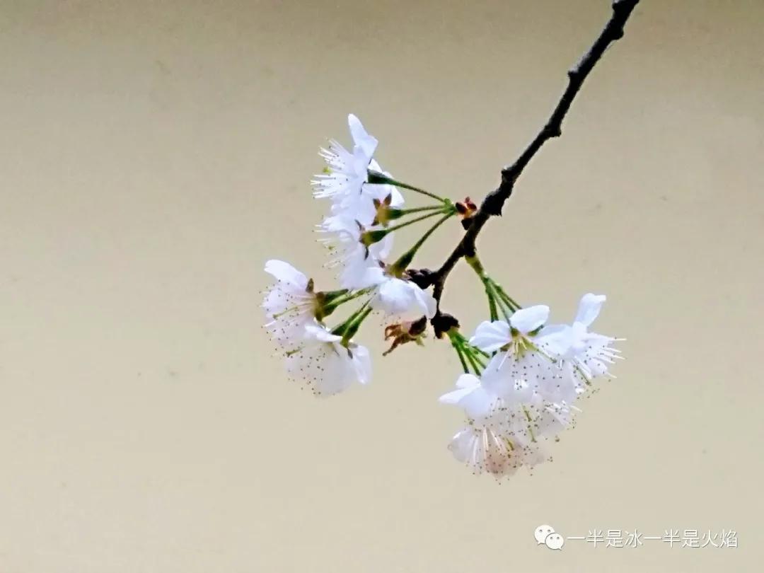 随笔：纵被春风吹作雪，绝胜南陌碾成尘
