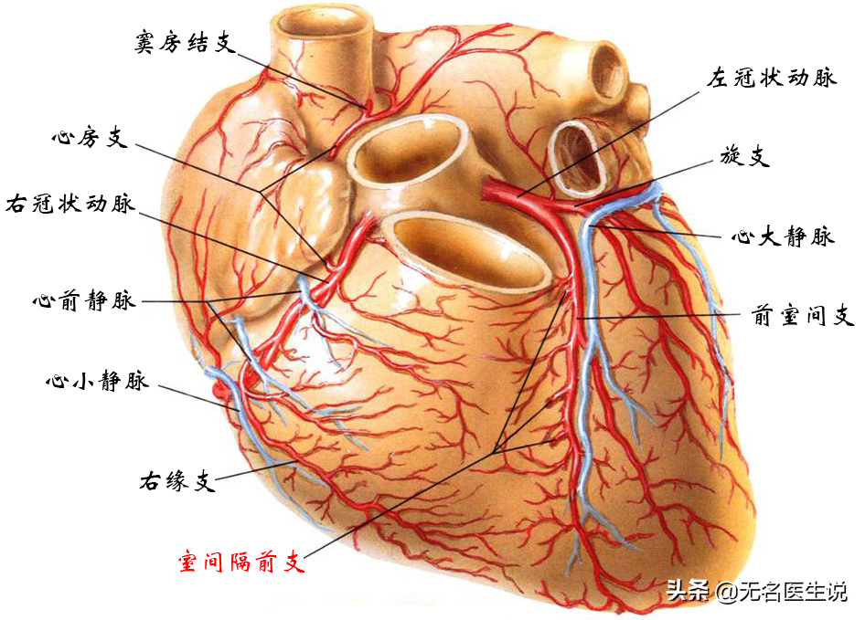 冠心病的解剖基础——最全的冠脉血管图解