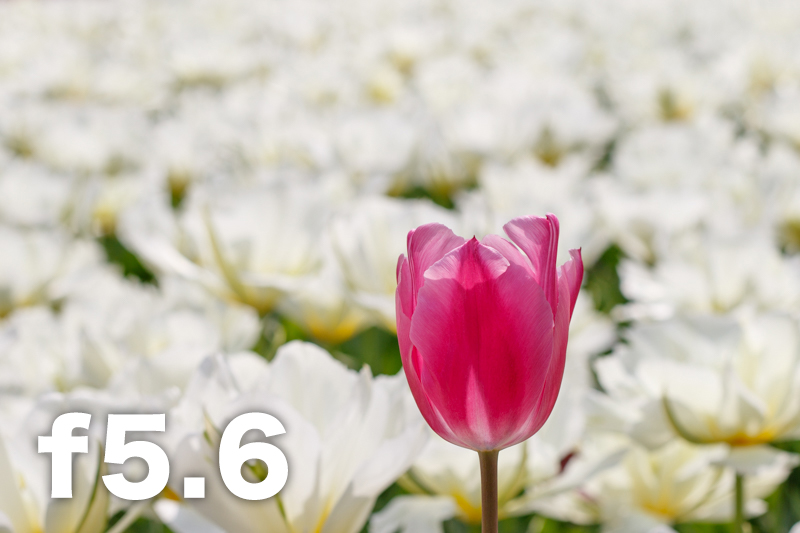 拍照想虚化背景？教新手如何控制景深