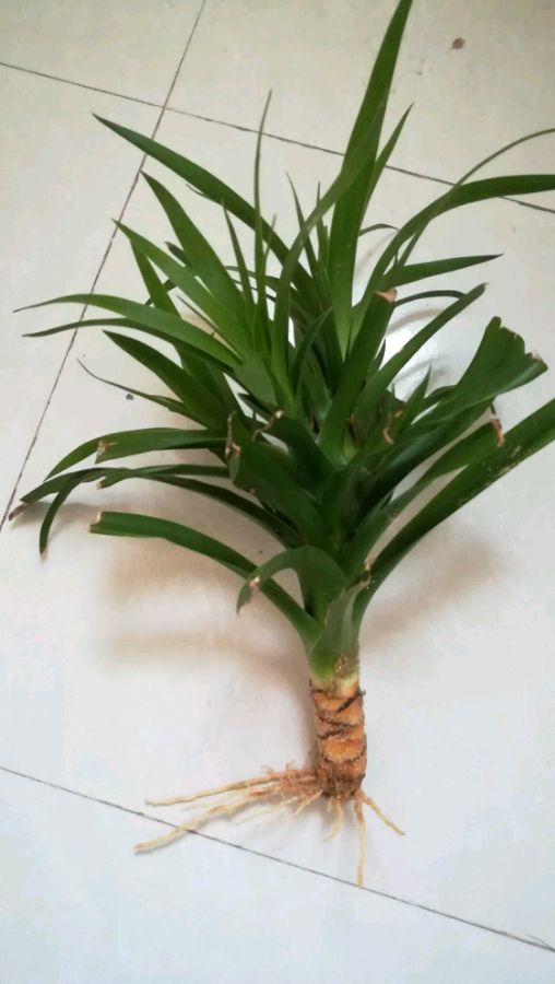 怎样让龙血树多发新头如何让龙血树变多头