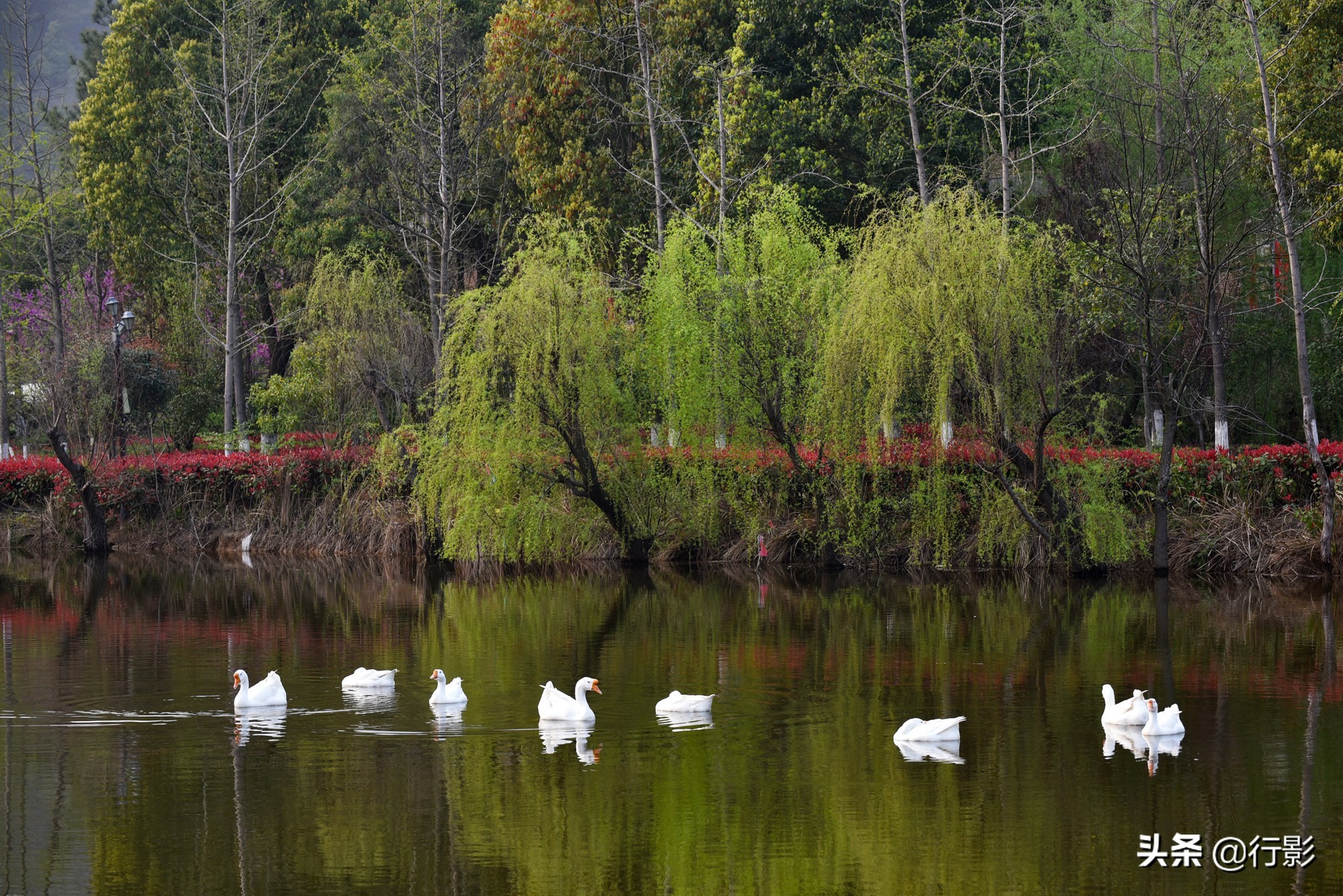 湖北也有一个桃花源般的仙境，就在武汉郊外，去寻找诗和远方