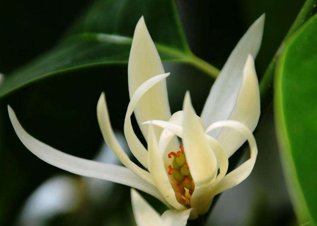 含笑花怎么養,含笑花怎么養護