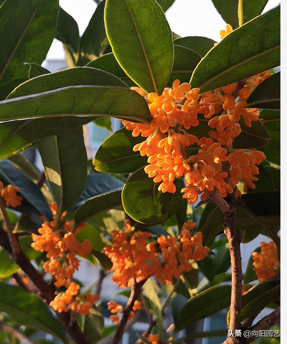 桂花什么季节开(67金秋10月,桂花盛开,香味飘百米,院子里种一棵,年