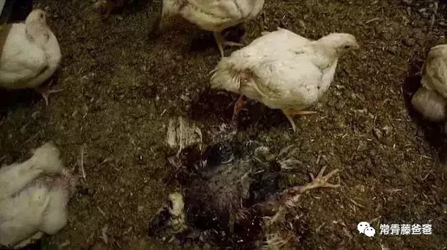 深度剖析孩子吃进肚里的烤肠：肥油、细菌、添加剂、致癌物……