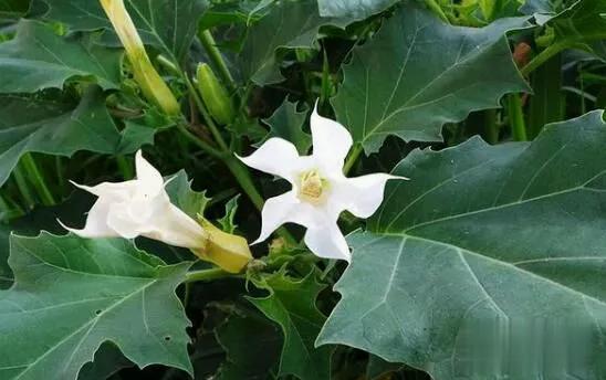 曼陀罗花什么颜色的有毒?