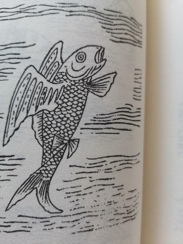 鱼类的活化石—飞鱼