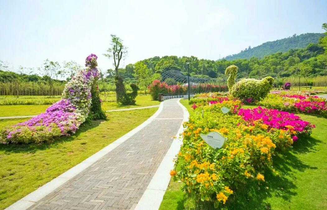 深圳10个免费特色花海公园，人少景美地铁直达，知道的人不多