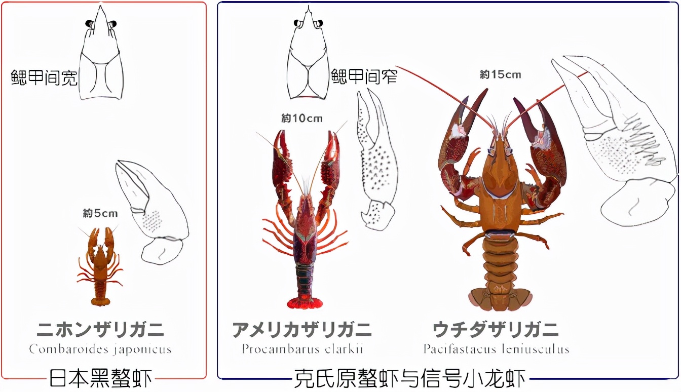 小龙虾品种大全图解图片