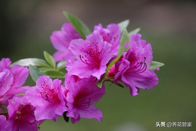 盤點杜鵑花的四個品種和代表性品種 天天看點