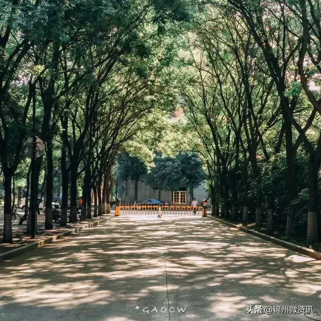 锦州渤海大学开学了！终于可以见到TA