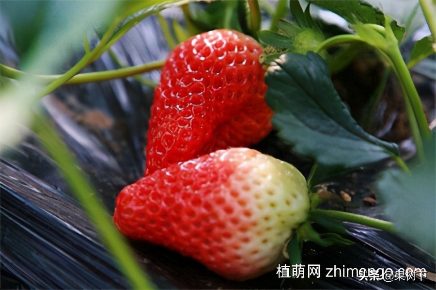 草莓种植季节，草莓什么时候种植比较好