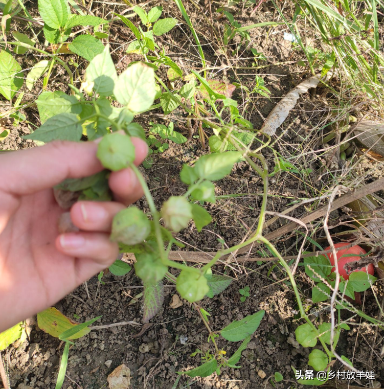 灯笼草到底有什么功效呢?