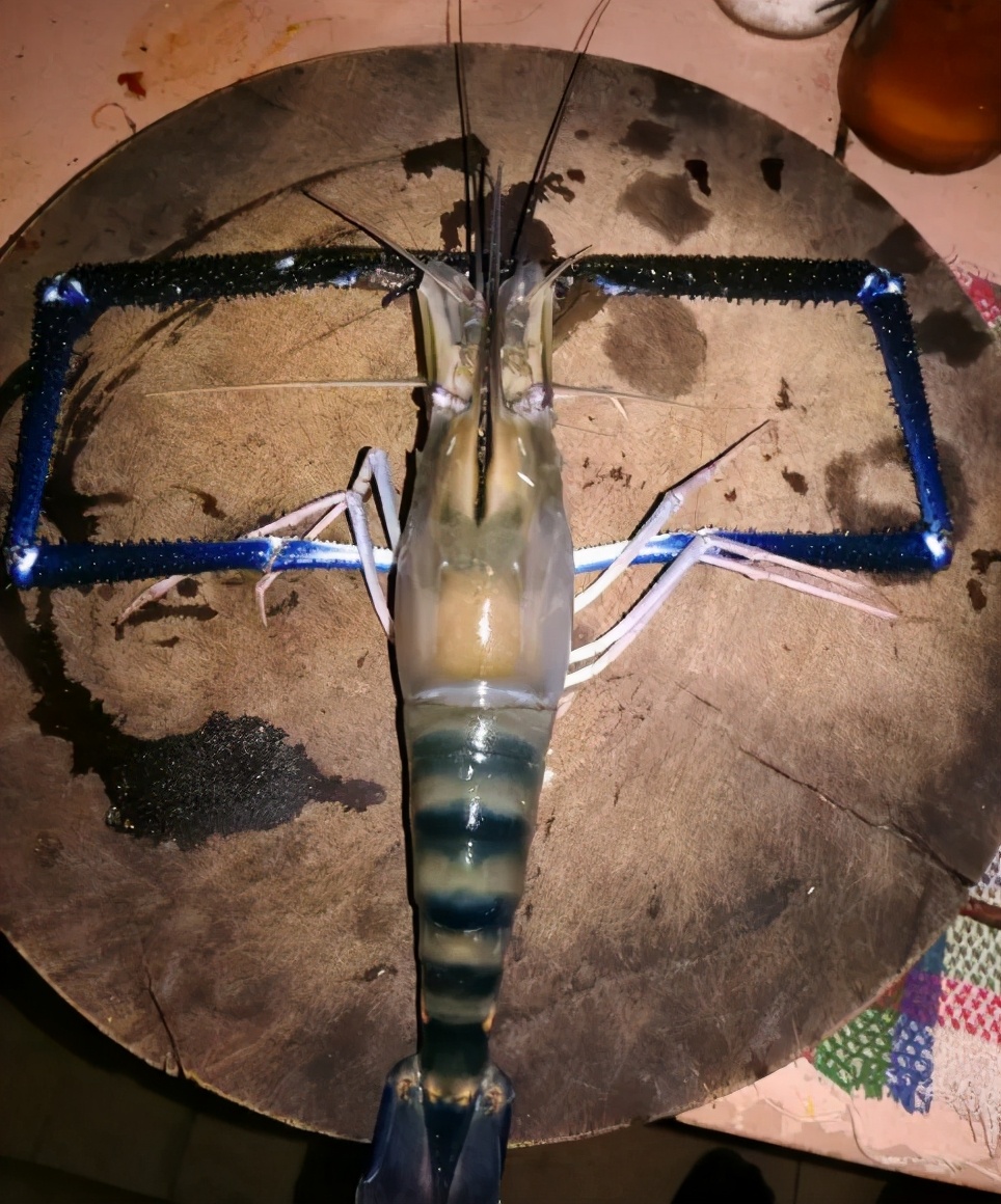 大眼贼虾好养吗(真正的大眼贼虾长的样子)