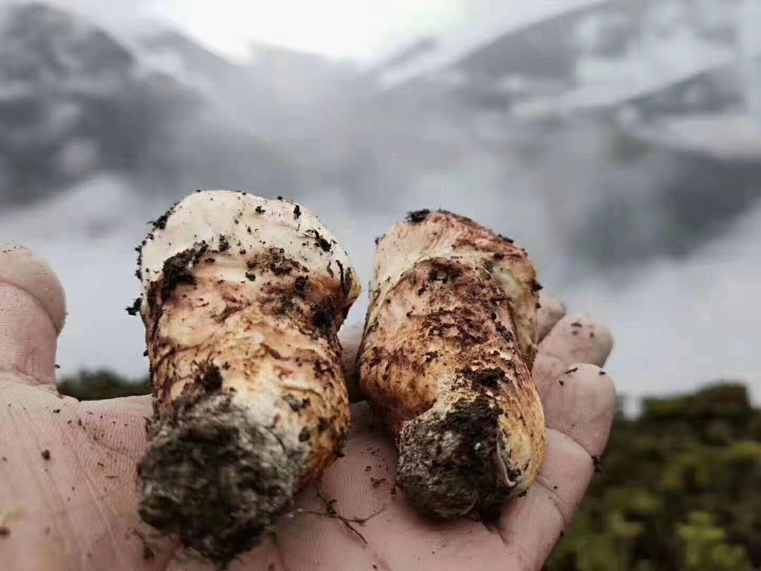 姬松茸图片喜欢吃松茸的注意了