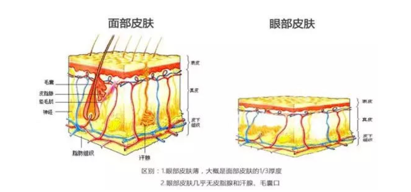 眼霜有什么作用（眼霜作用和用法）