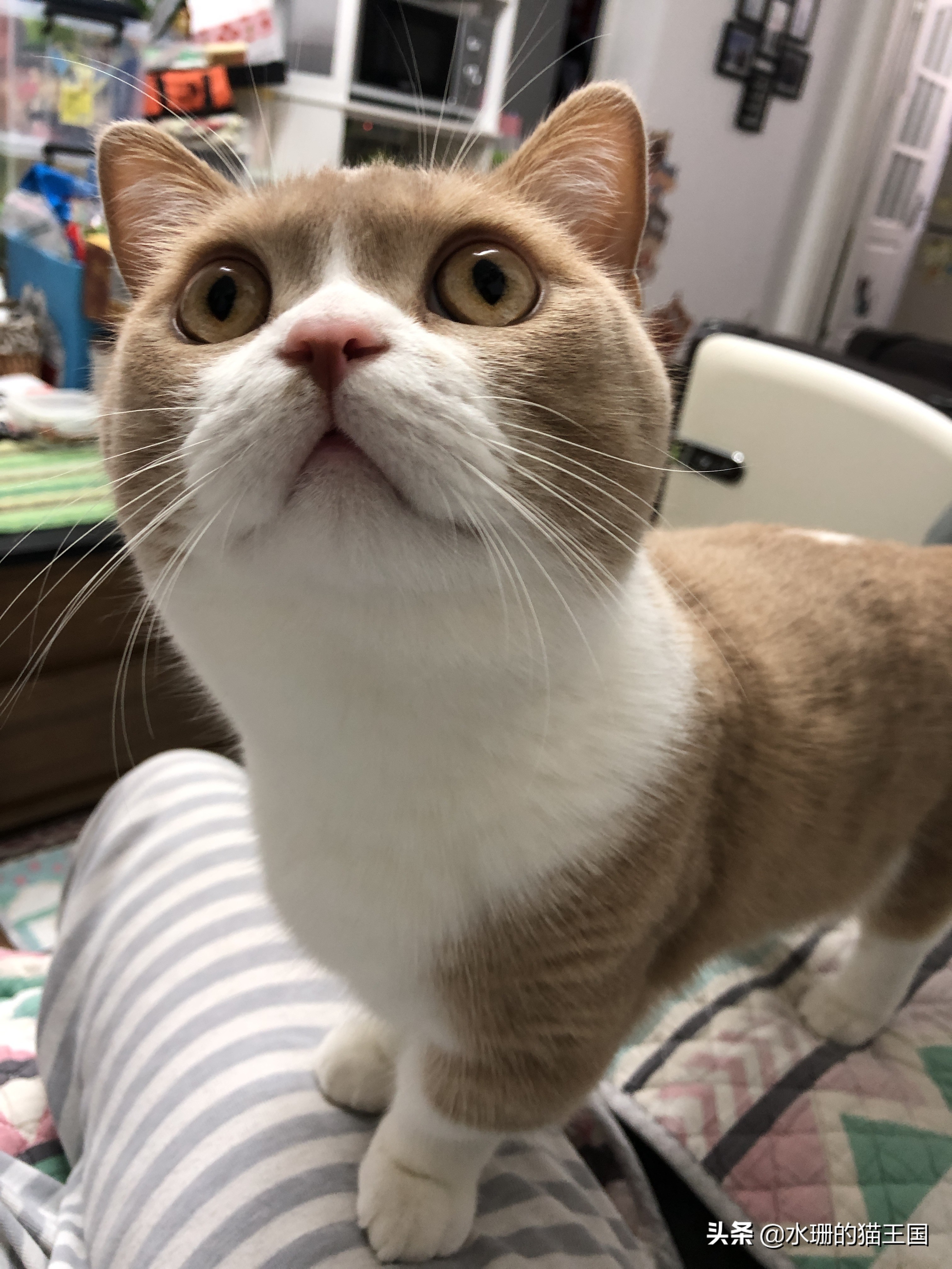 1-9岁的家猫中有21%的猫心脏有杂音？猫咪得了心脏病吗？怎么治？