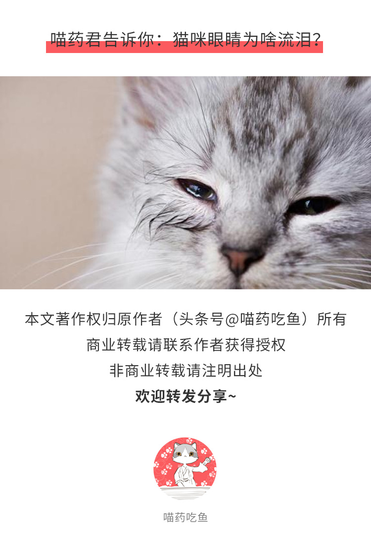 猫咪哭泣是受了委屈？别逗了！猫主需警惕导致猫咪流泪的真实原因