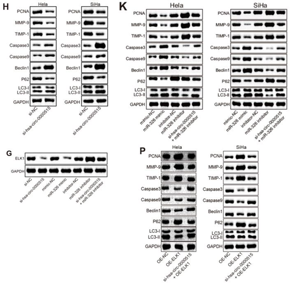 华中科技大学同济医学院，武汉市中心医院发表的SCI论文被质疑