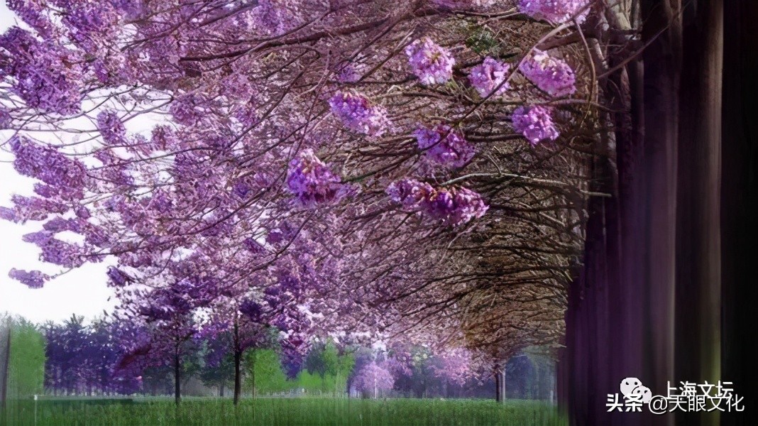 淡紫色的泡桐花读后感3