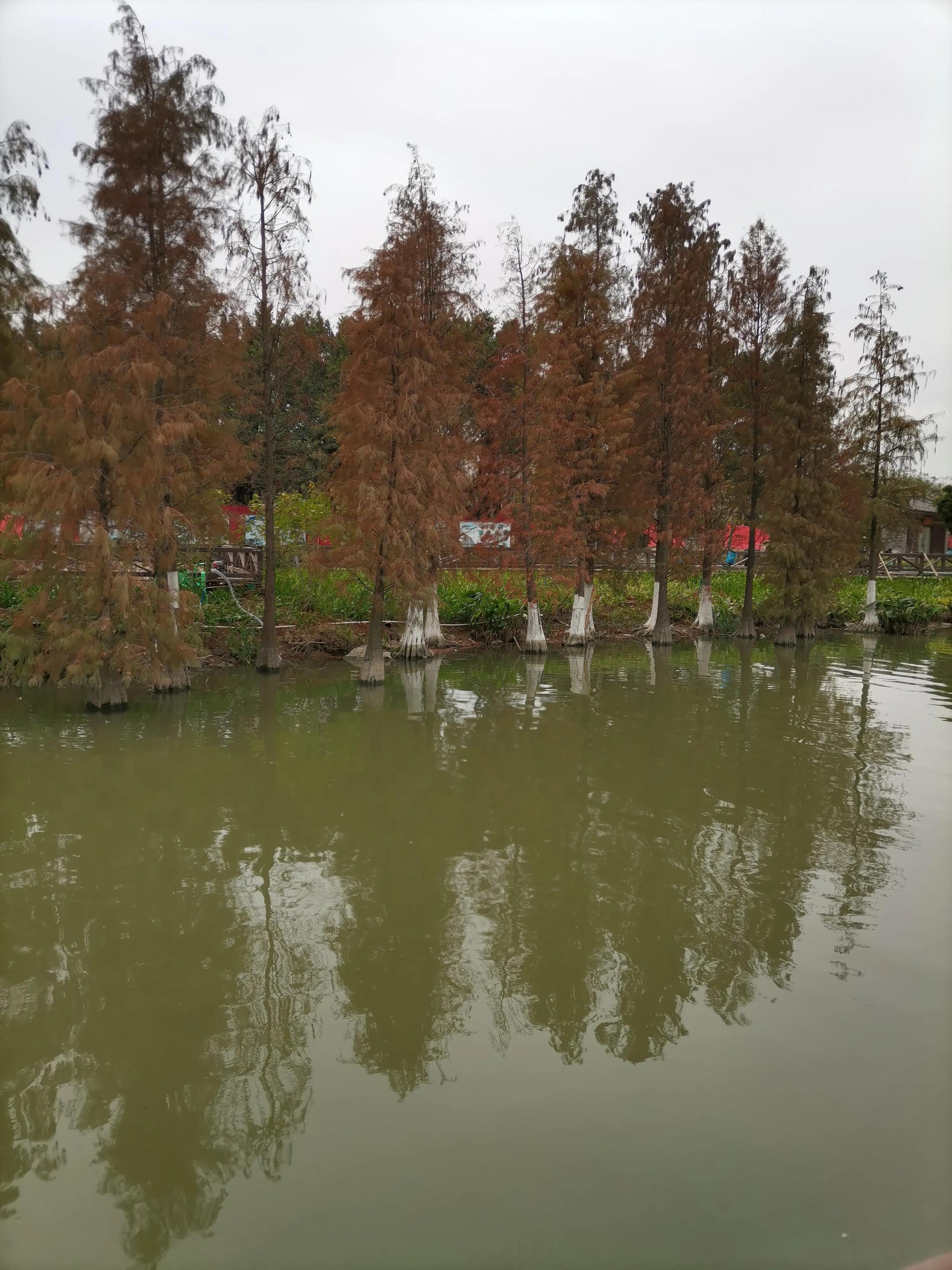 美丽的海珠湖公园
