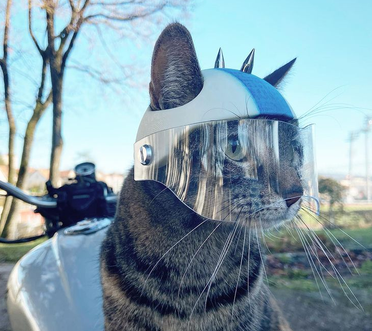 這隻貓咪喜歡兜風，於是主人為它做了各種各樣的頭盔，羨慕哭了