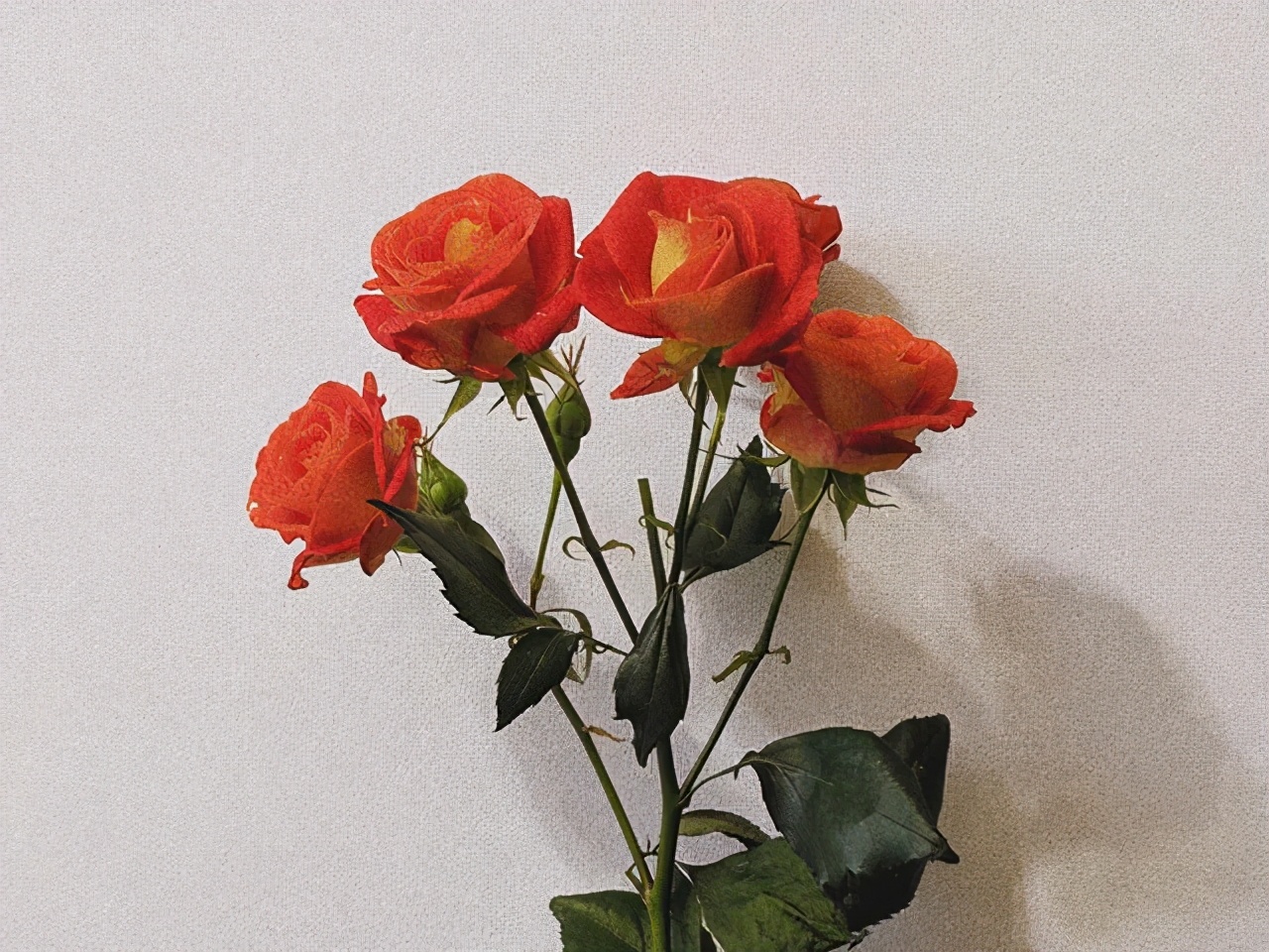 女人这一生，芳华易逝，唯有一身才情，伴随到老