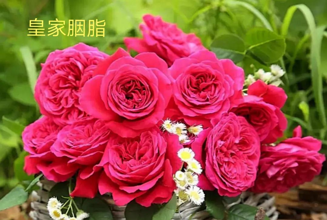 茶花女月季图片大全（常见切花月季品种一览）