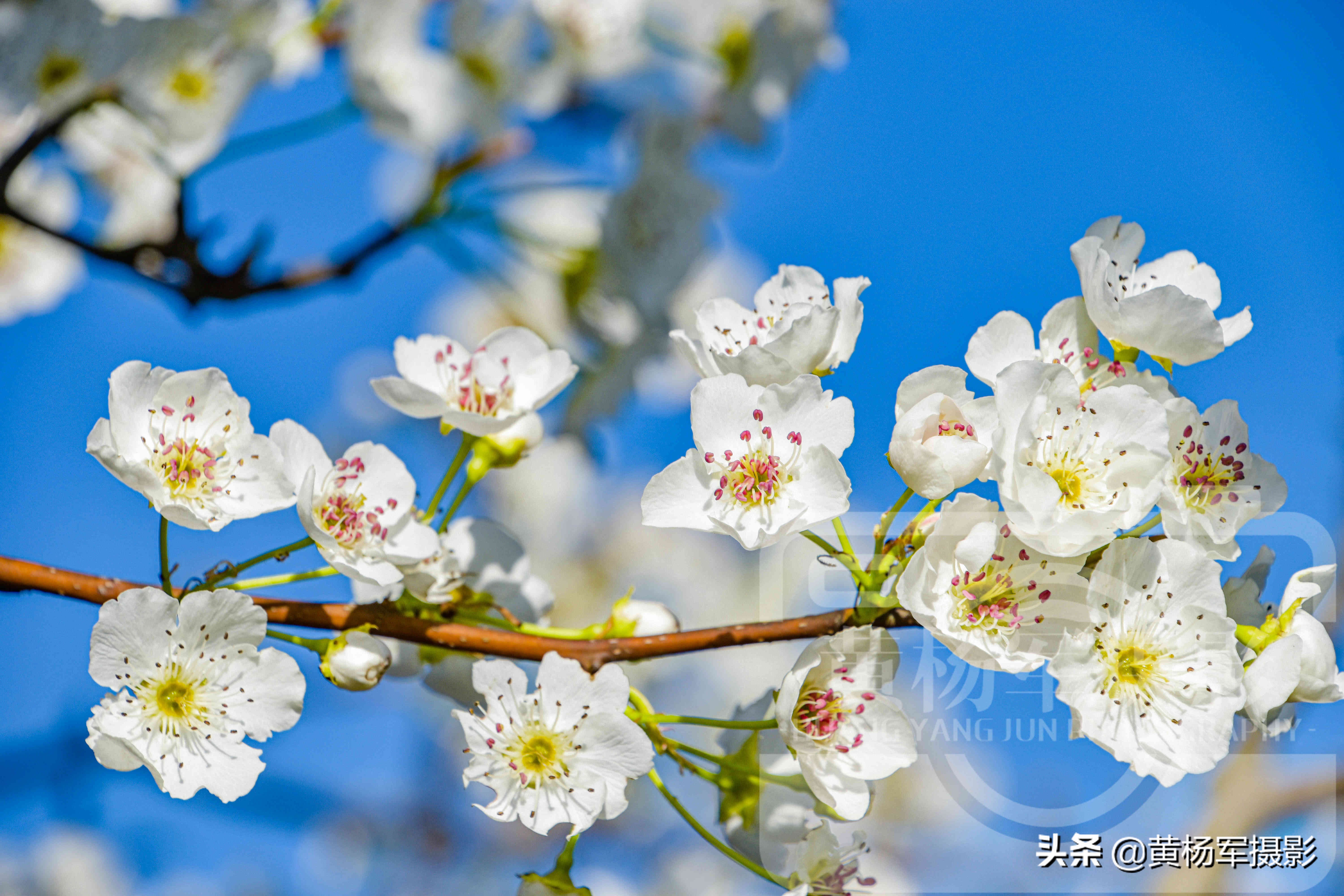 梨花长什么样子（春日蓝天下美丽盛开的梨花）