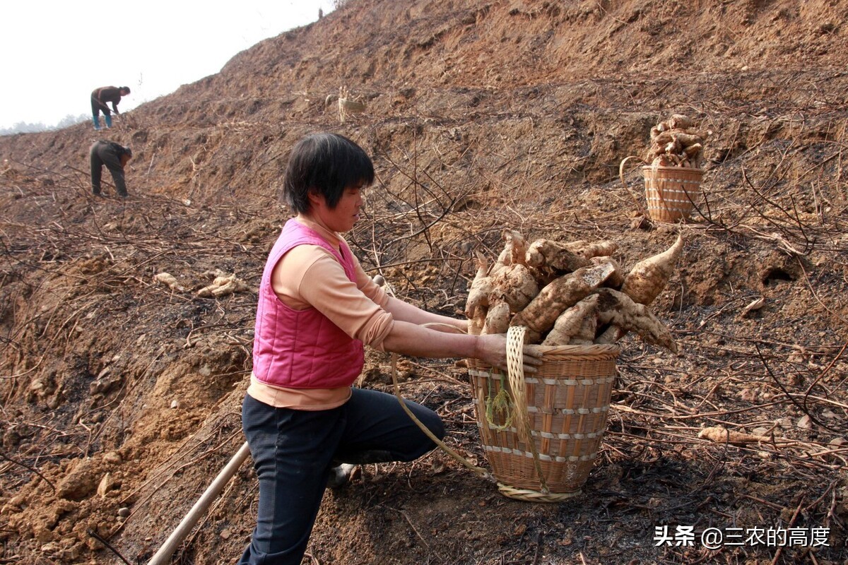 乡野间的“野菜”一年四季都有，但你不一定认识，看你吃过几种？