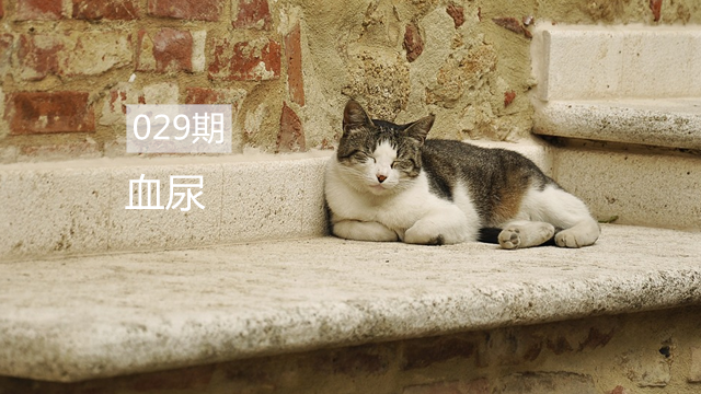 家猫尿血别慌！常见原因与应对方法解析