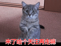 养一只美短猫基本需要什么？