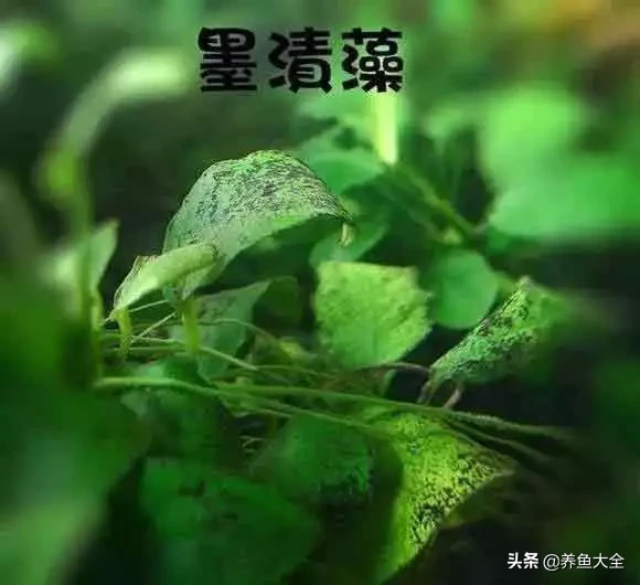 蓝绿藻怎么清除（草缸各种常见藻类处理办法）