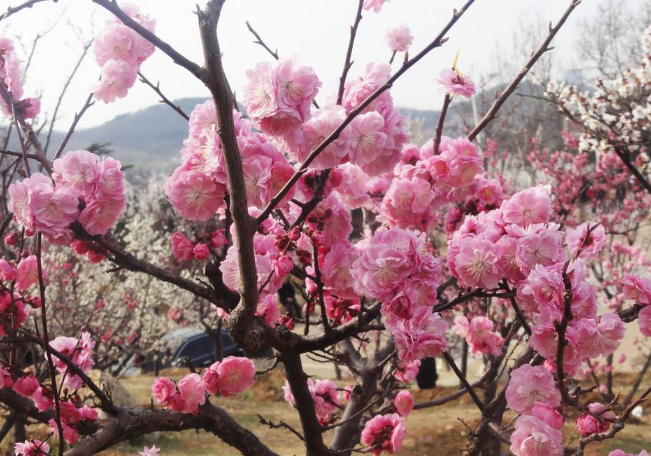 家中庭院播种梅花树苗，操作方法正确，三个月后即可满树开花