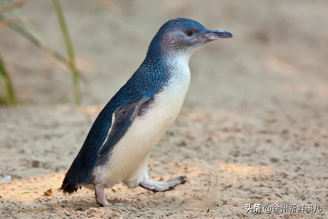 企鹅肉到底什么味,蘸老干妈会更好吃吗?