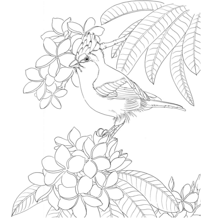 黑白花鸟线描100例第六篇