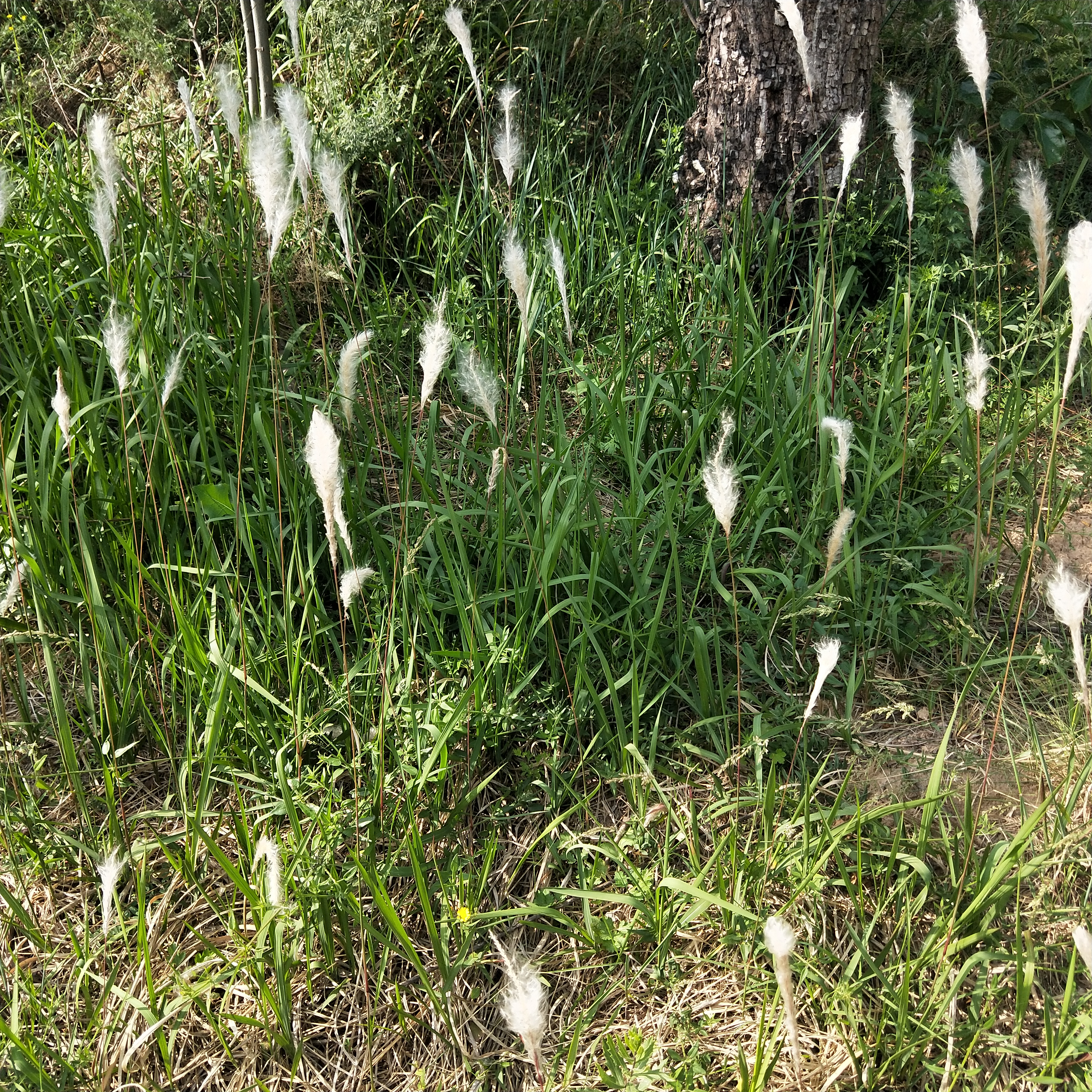 白茅根图片功效作用（详解中药与植物之白茅根）