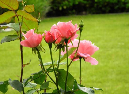 玫瑰花送几朵代表什么（玫瑰花寓意和象征）