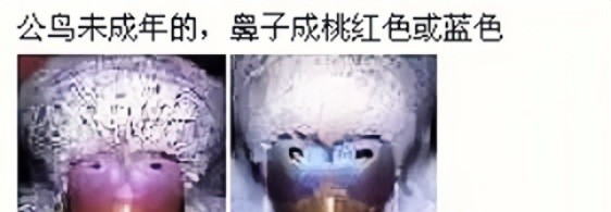 虎皮鹦鹉怎么区分公母，图文解说，包涵全部成长周期图片！必看！