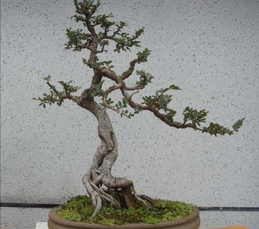 野外榆树疙瘩,常有奇异树桩,做成盆景观赏效果好