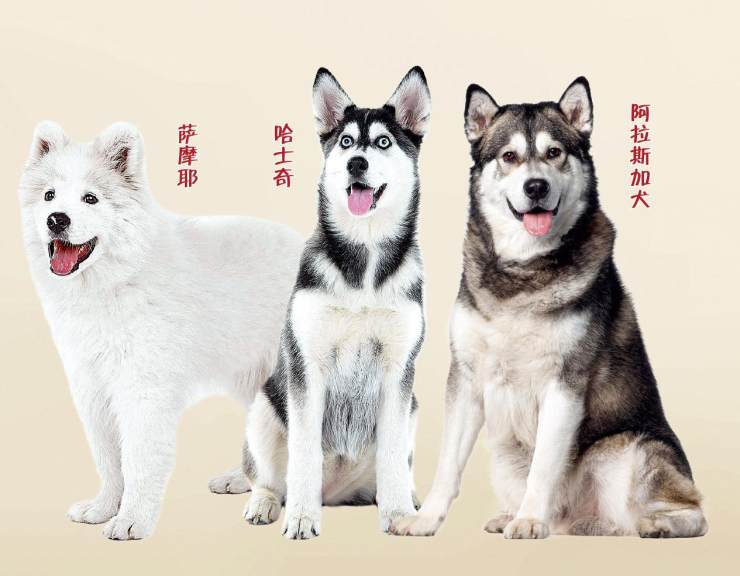 萨摩耶犬价格雪橇三傻之一